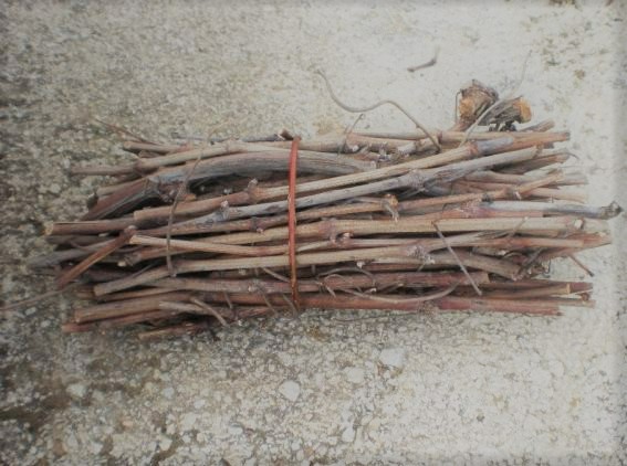 Vídeo del Webinar “Poda de Respeto…”. Roc Gramona.