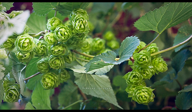 Curso de Cata de Cervezas