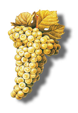 Uva Blanca