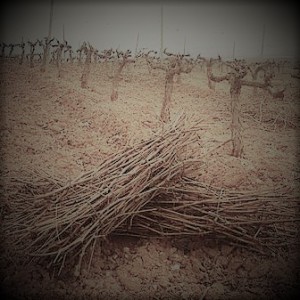 Webinar "Poda de Respeto. Sistemas de Formación Sostenibles"