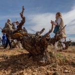 Foto cepa Viñedo Atauta