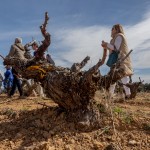 Foto cepa Viñedo Atauta